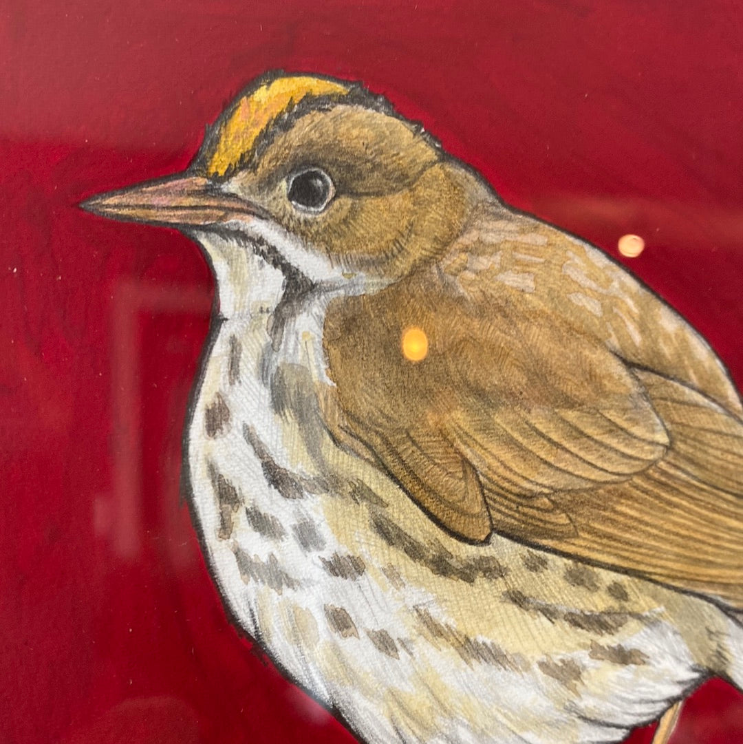 Ovenbird