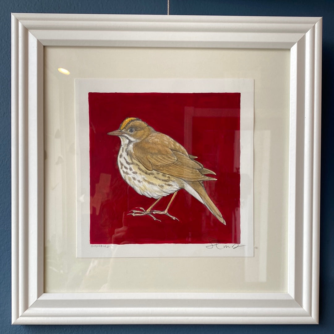 Ovenbird