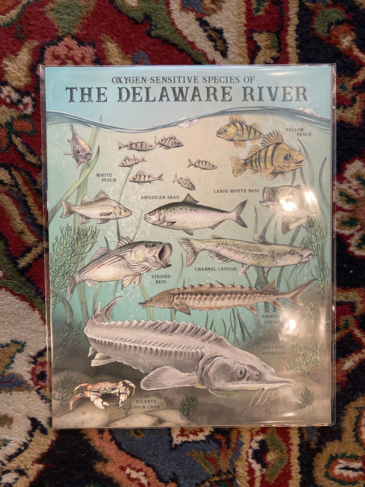 Oxygen-Sensitive The Delaware River
