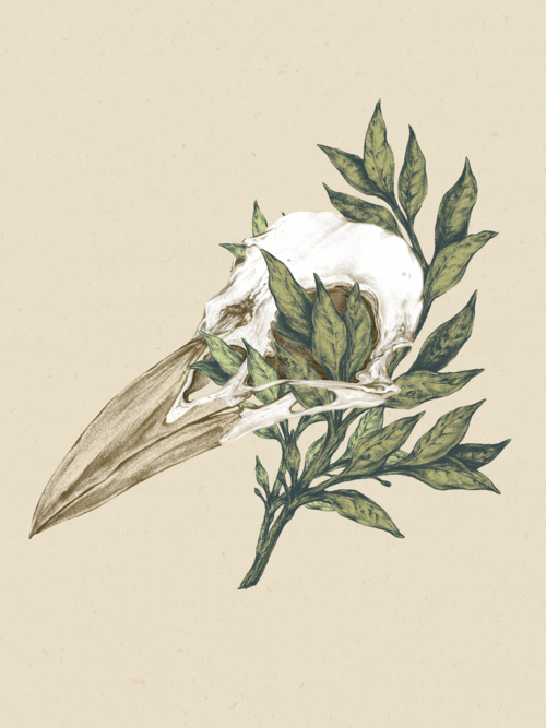 Bird Skull/Crow Skull Illustration 8x10" Giclee Print